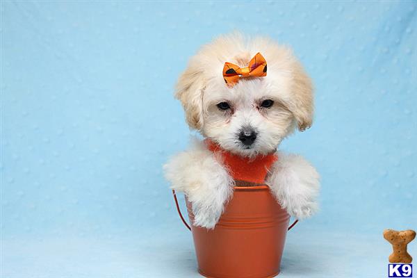 PuppyHeaven1 Picture 3